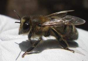Buckfast Honey Bee