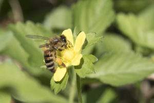 Caucasian Honey Bee