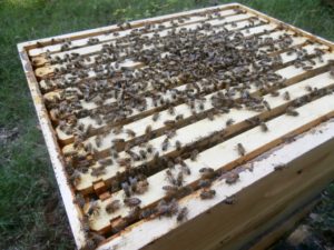 backyard beekeeping