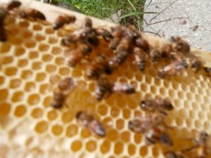 colony collapse disorder definition