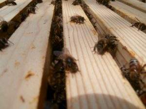 honey bees and beekeeping