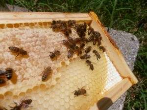 keeping bees