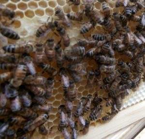 natural beekeeping