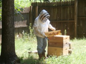 How to Raise Honey Bees