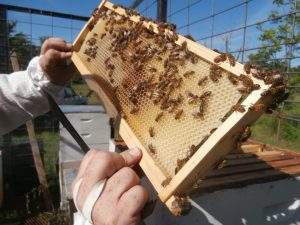 How_to_Raise_Honey_Bees
