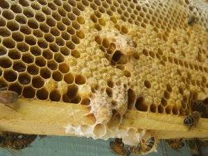 facts_about_honey_bees