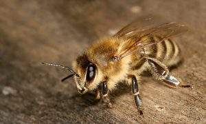 carniolan-bees