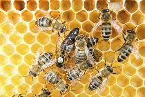 facts about honey bees