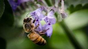 carniolan-bees