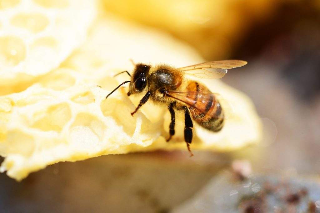 carniolan bees