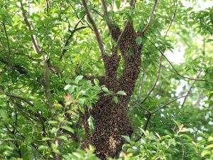 Capturing a Bee Swarm