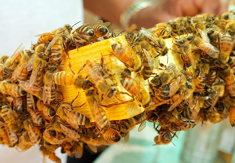 Importance of Keeping Bees