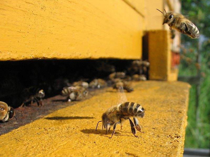 Colony-Collapse-Disorder
