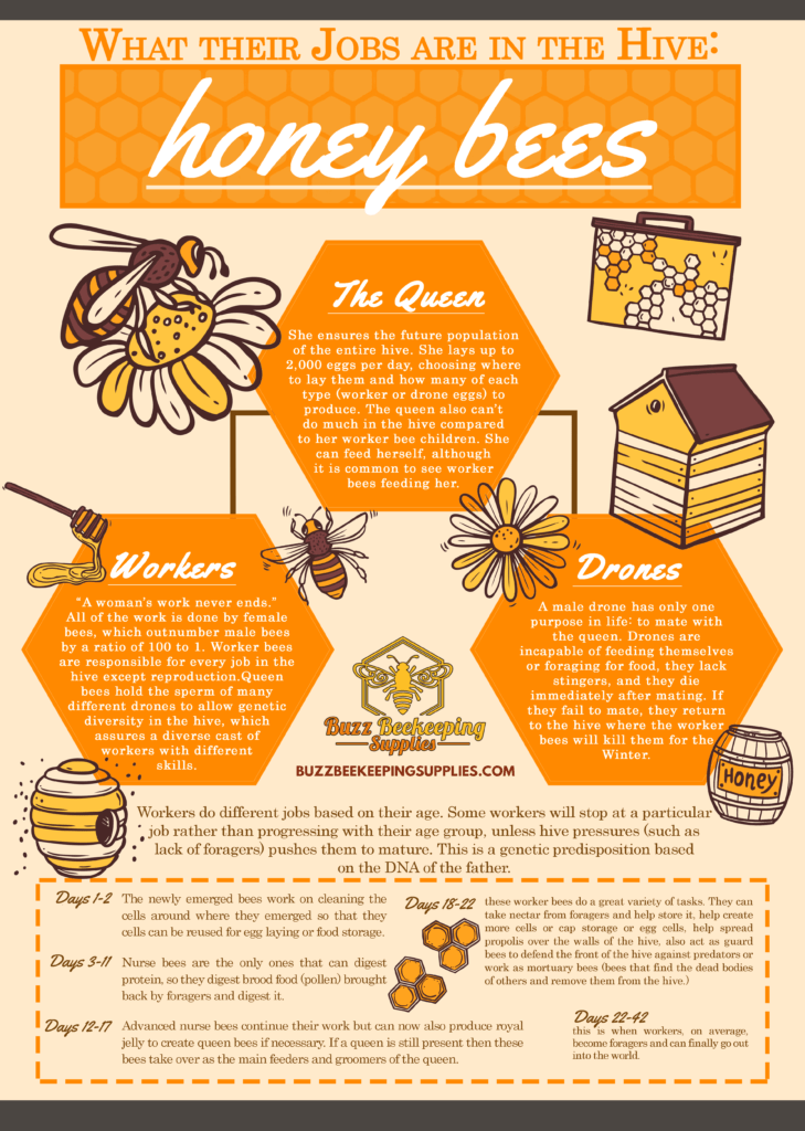 jobs-of-honey-bees