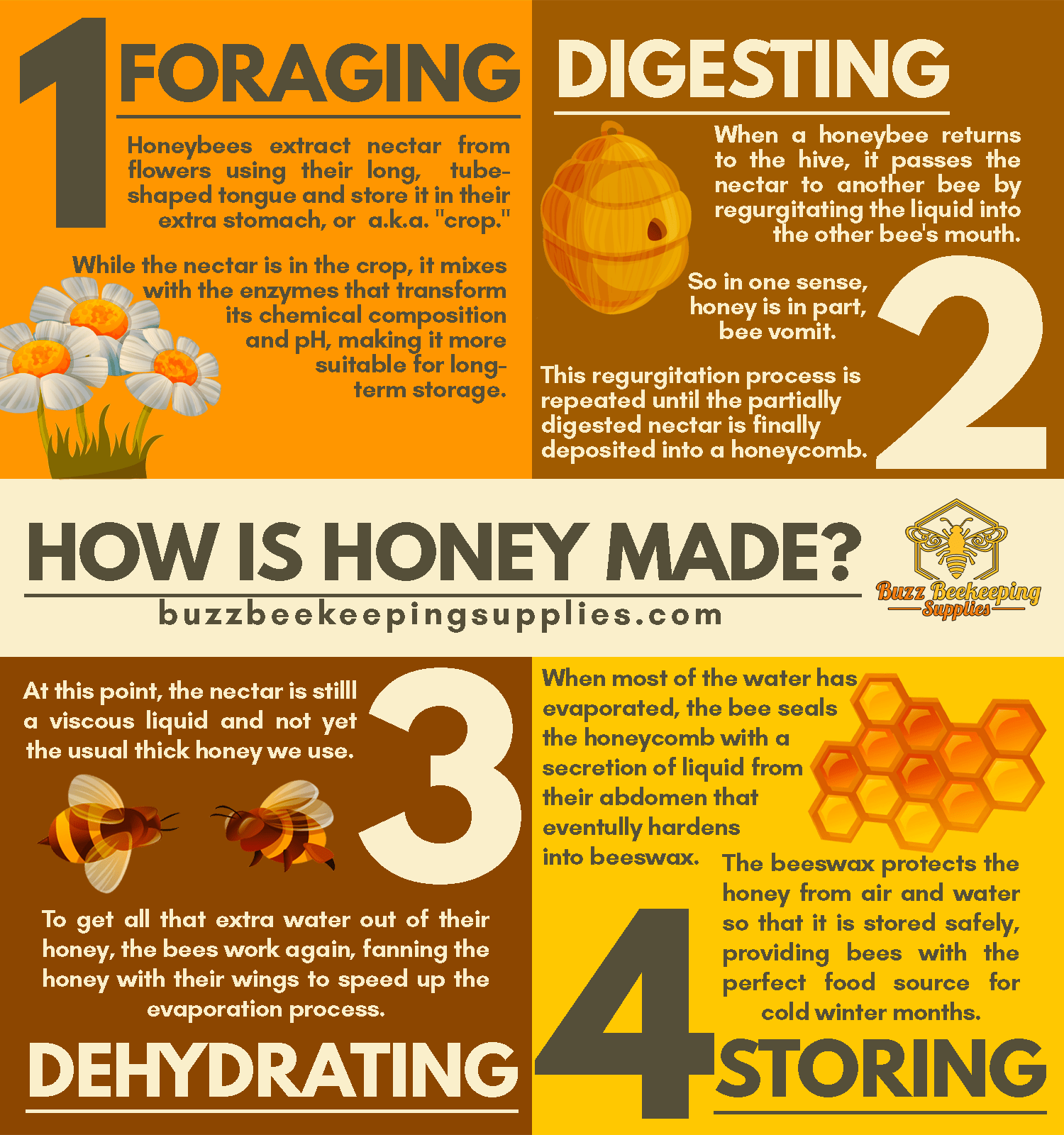 How Honey Is Made How Bees Make Honey Buzz Beekeeping Supplies 2554