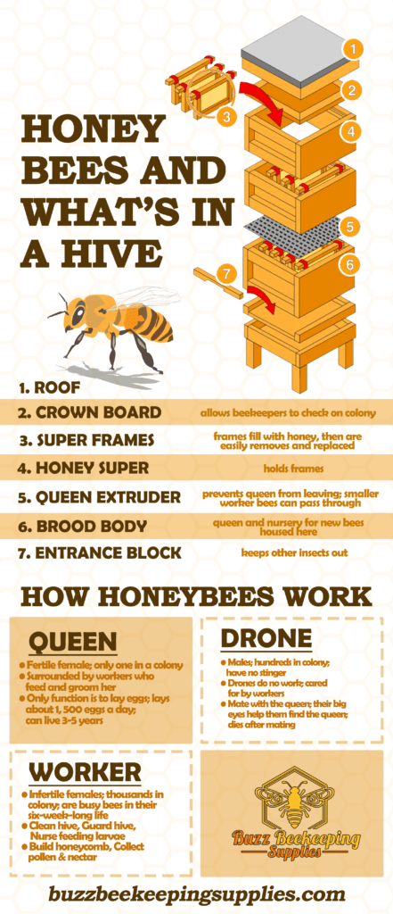 About Honeybees and What's inside a Hive