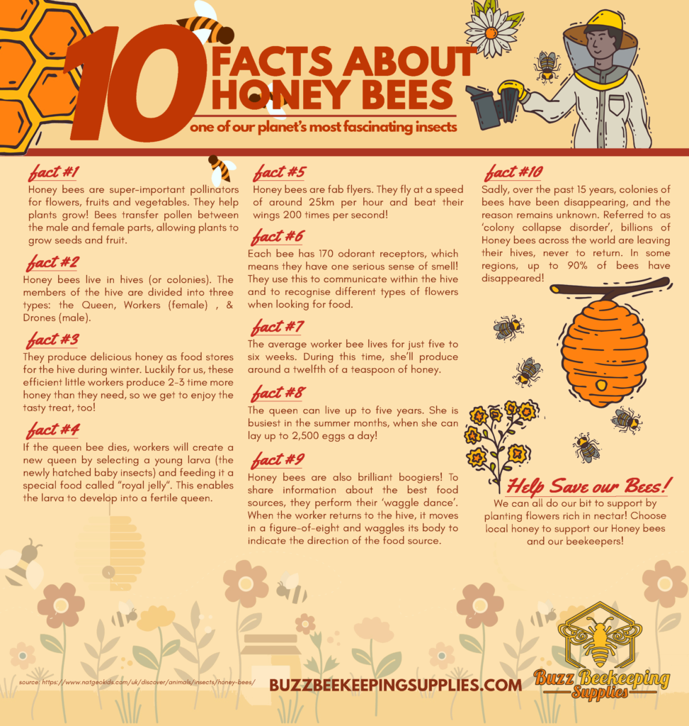 10 Fun Facts About Honey Bees Buzz Beekeeping Supplies 