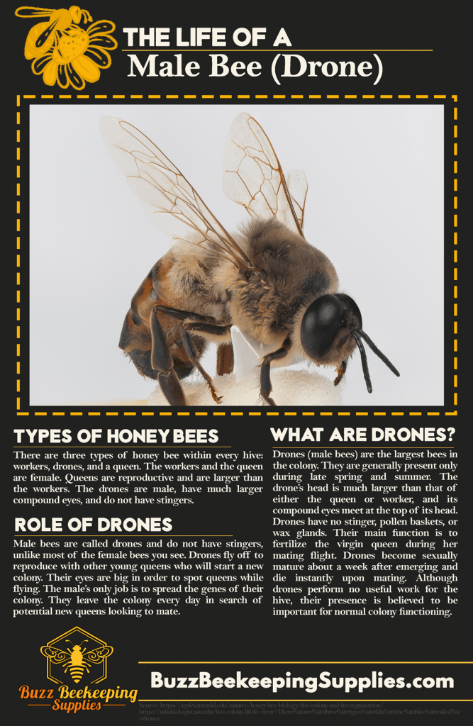 life of male honey bees