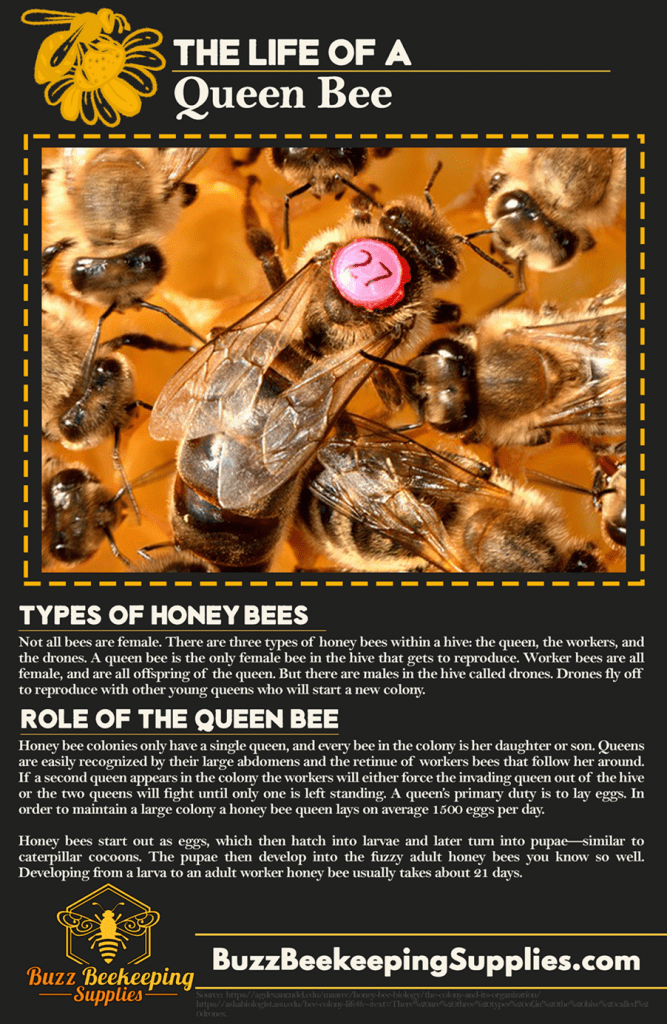 role of queen bee