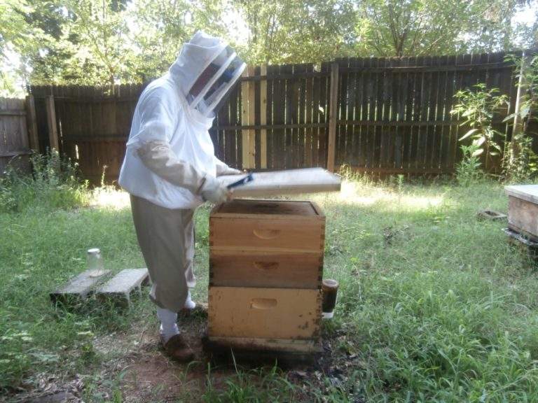 Backyard beekeeping