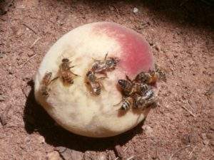 Do Honey Bees Eat Fruit?