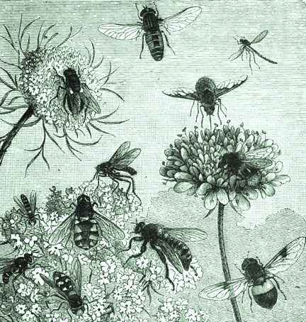 The Daily Work of the Honey Bee