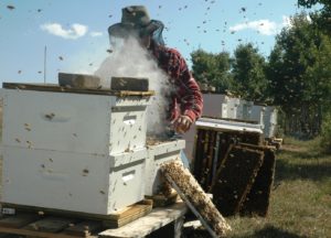 Working with Your Honey Bees