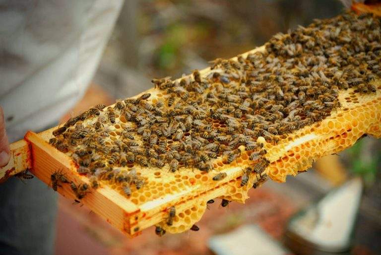 handle-bees
