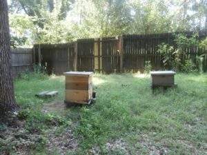 backyard beekeeper