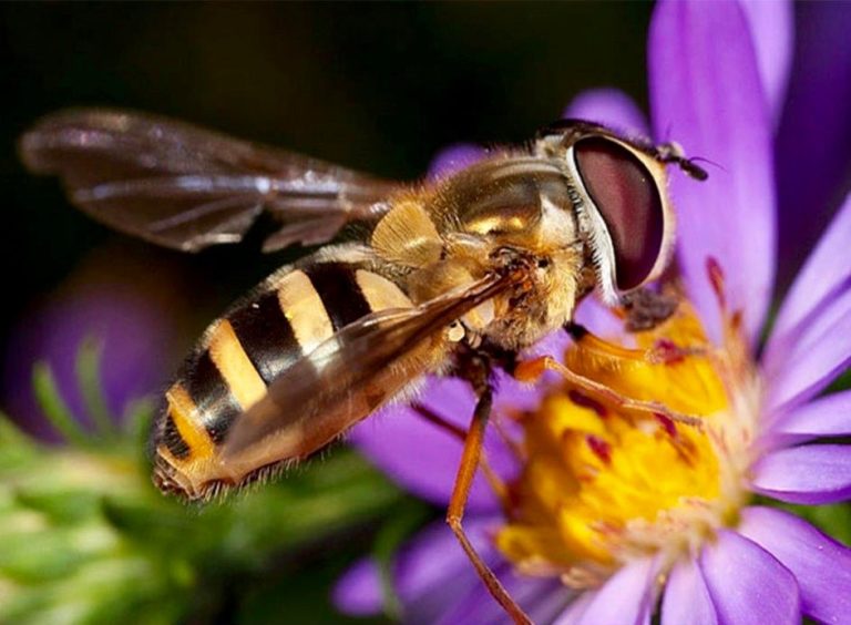 beekeeping supplies