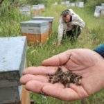 colony collapse disorder