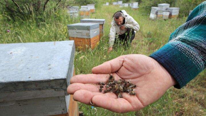 colony collapse disorder