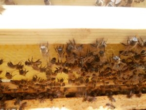 honey bees beekeeping
