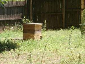 honey bees hives