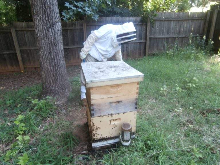 Langstroth Hive