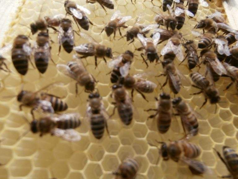 Natural Beekeeping
