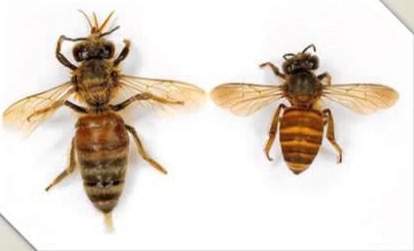 Russian Honey Bees