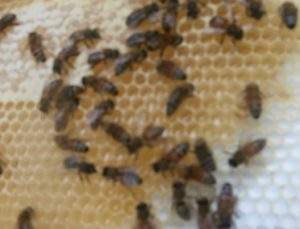 bee sting remedy