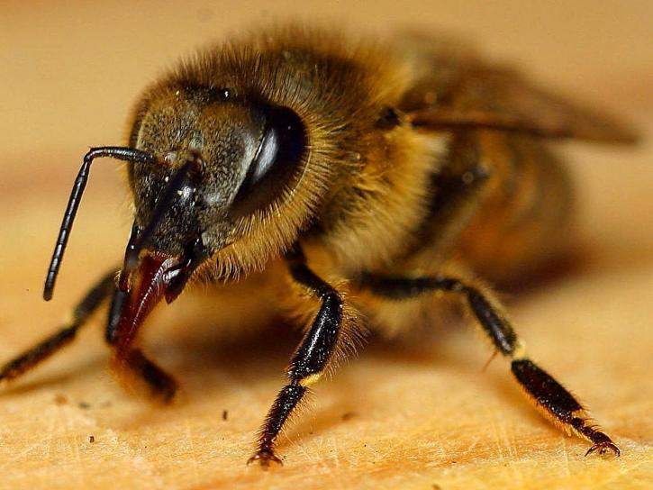 bee sting treatment