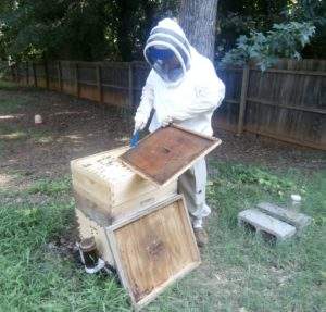 keeping honey bees