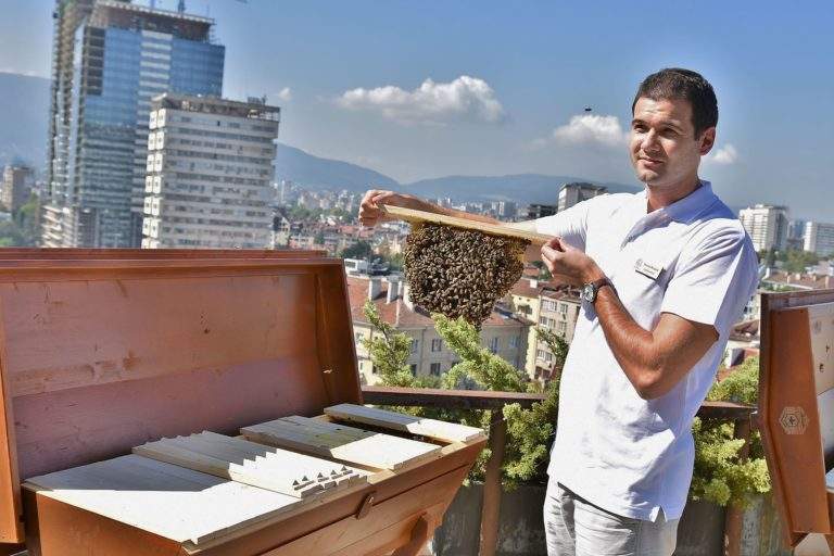 urban beekeeping