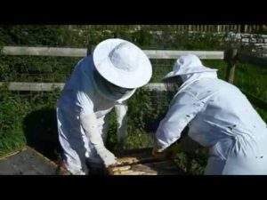 urban beekeeper