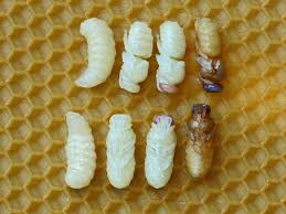 honey-bee-life-cycle