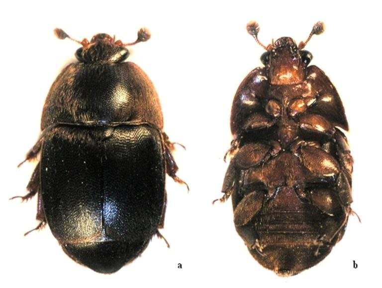 Small Hive Beetle