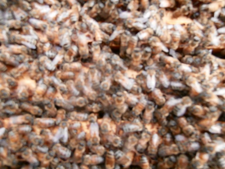 beekeeping supplies