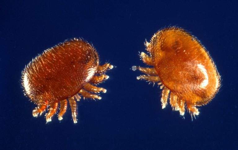 varroa-mite