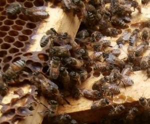 can-bees-help-fight-cancer