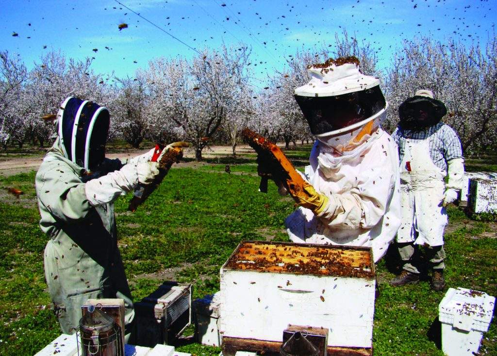 beekeeping-dates