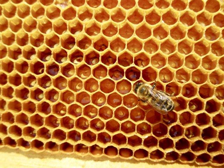 uses for raw honey