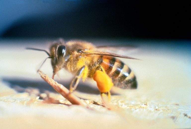 Feeding Bees in Winter